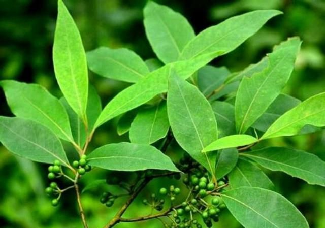 天然由来精油製品